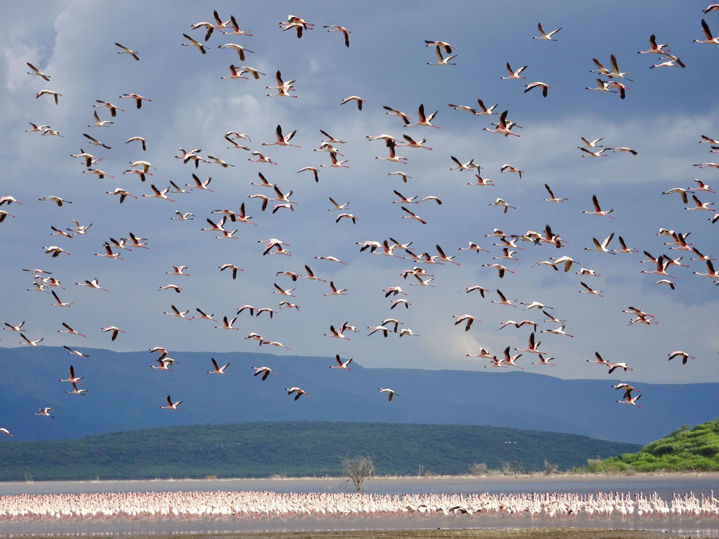 Flamingo's bij Lake Bogoria in 2017