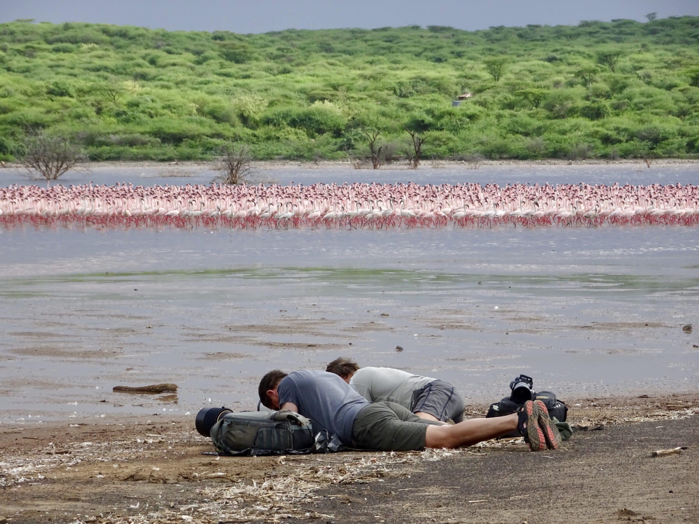 Flamingi nad jeziorem Bogoria w 2017 roku