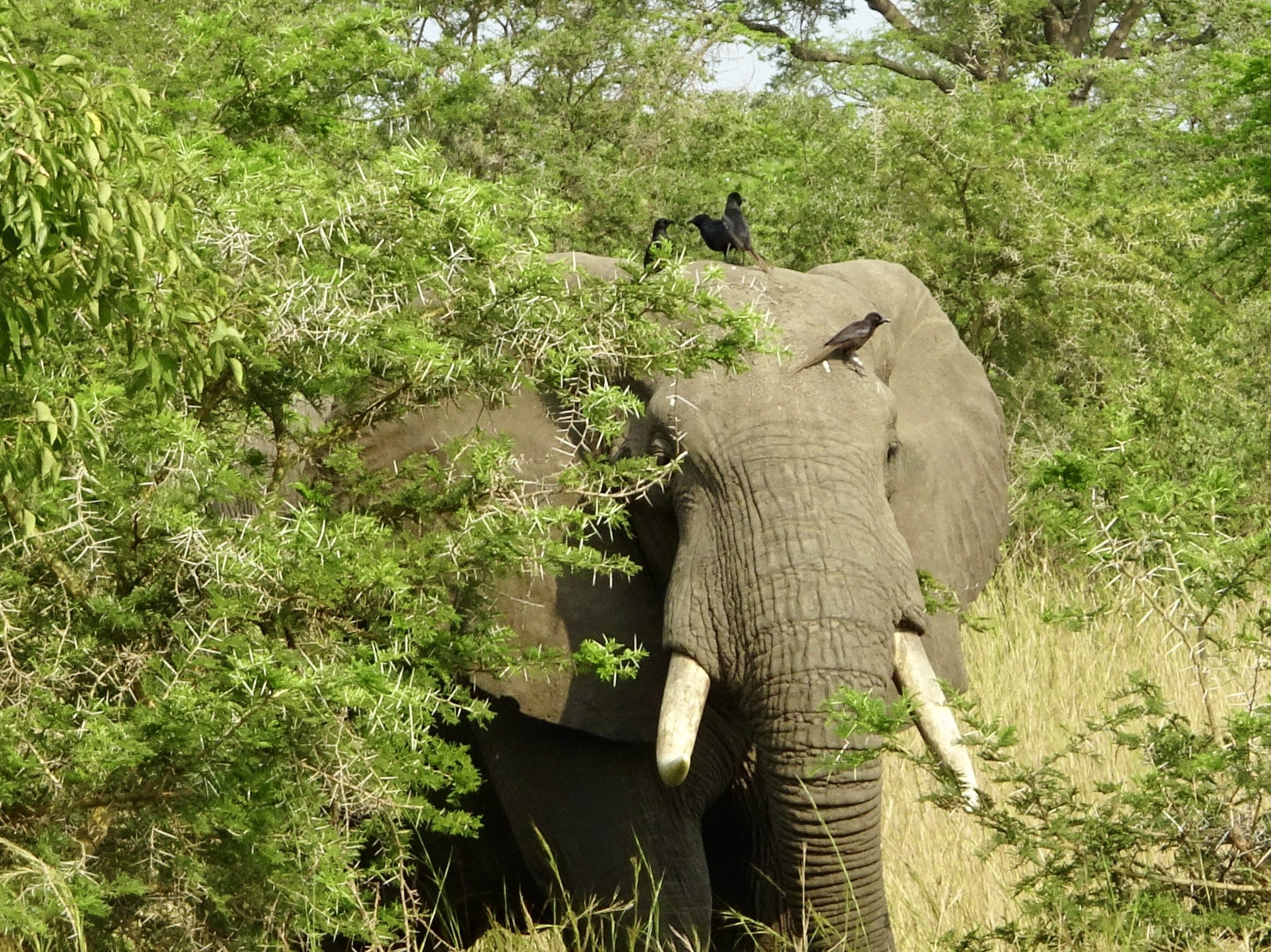 Een olifant met een paar vogels op zijn kop die hem van die vervelende teken bevrijden