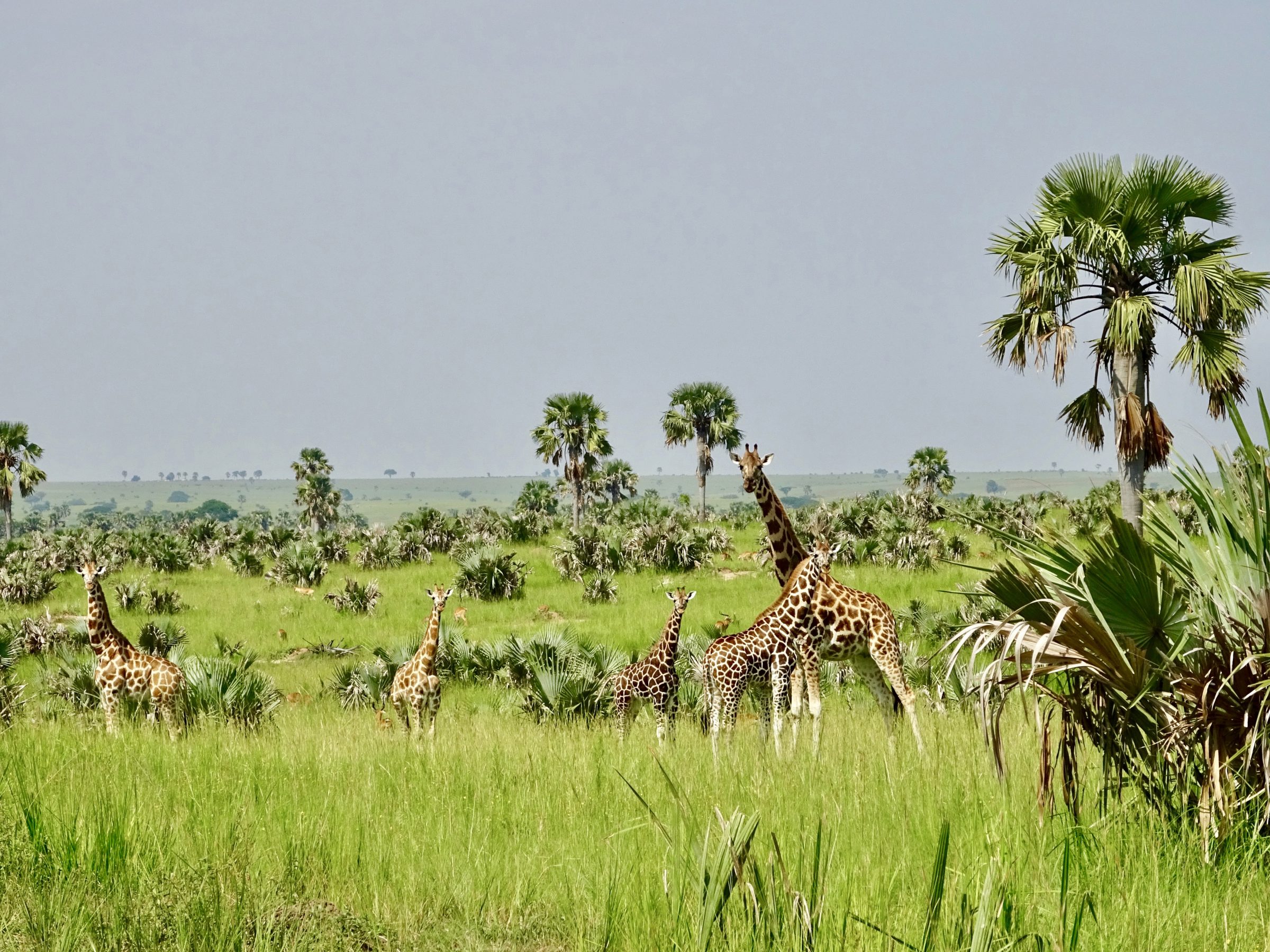 Giraffer i Murchison Falls NP