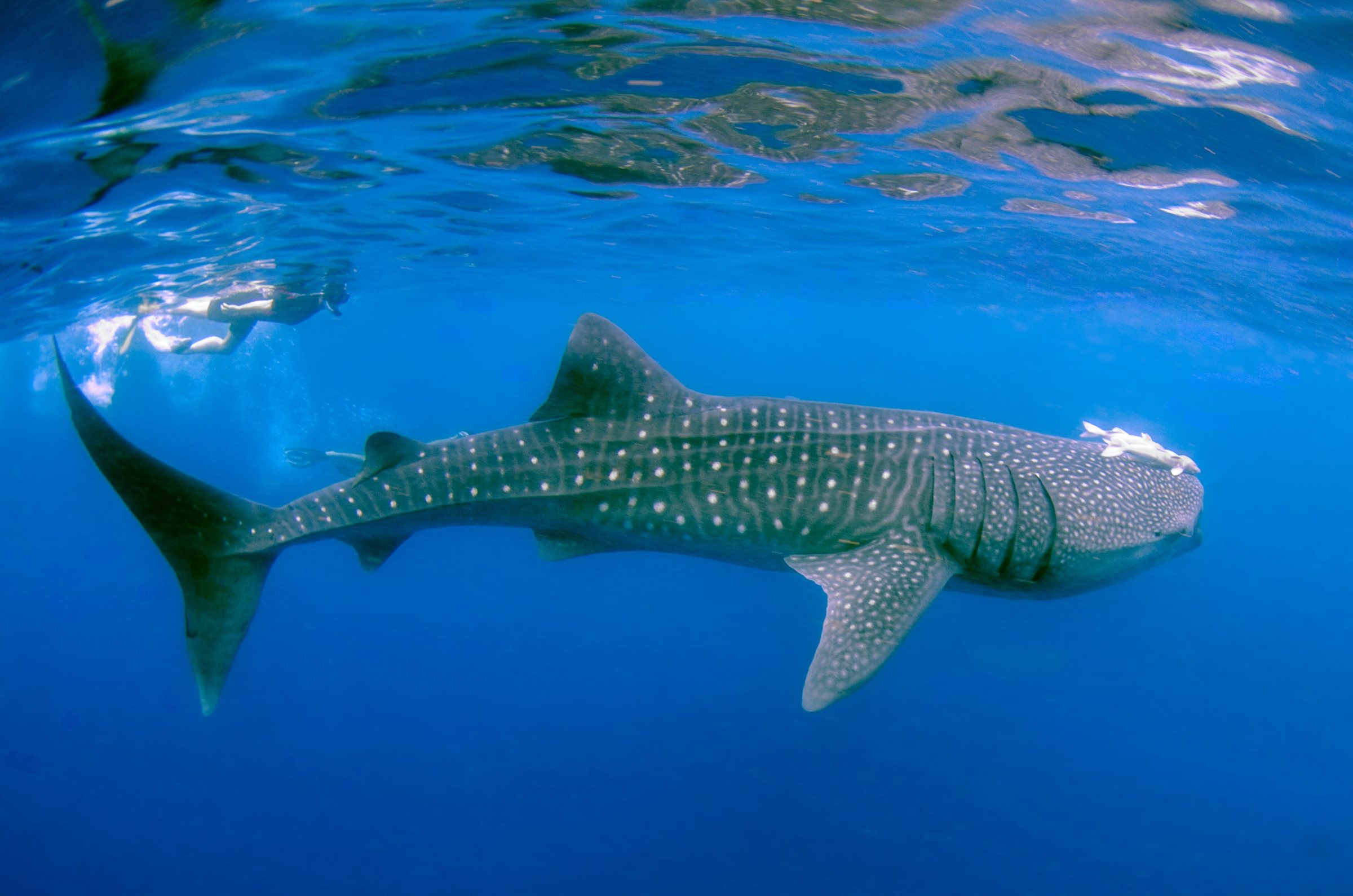 Walhaie Mexiko Isla Holbox