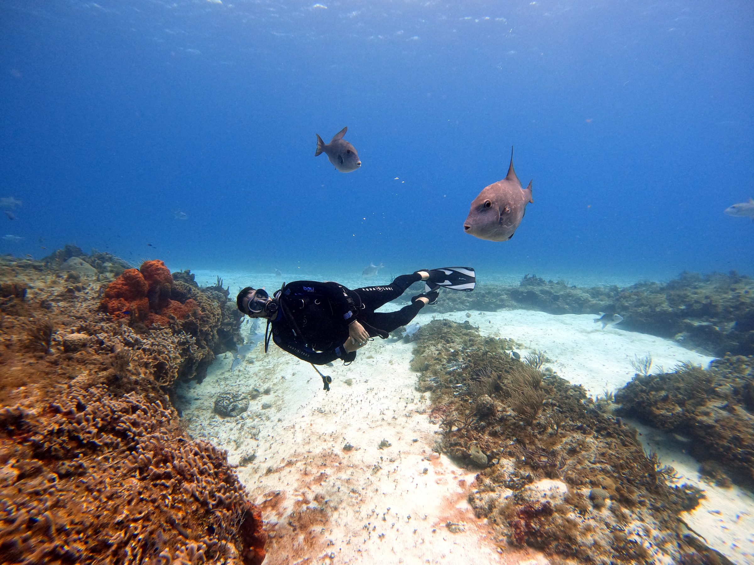 Plongée à Cozumel et plongée sous-marine