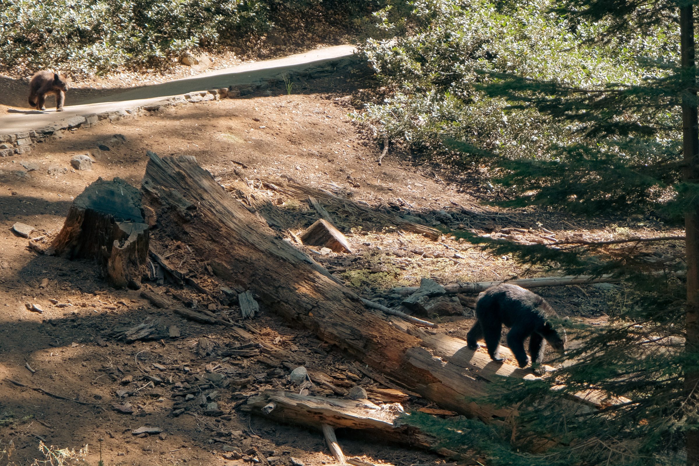 Medvědi v parku | Tipy na národní park Sequoia
