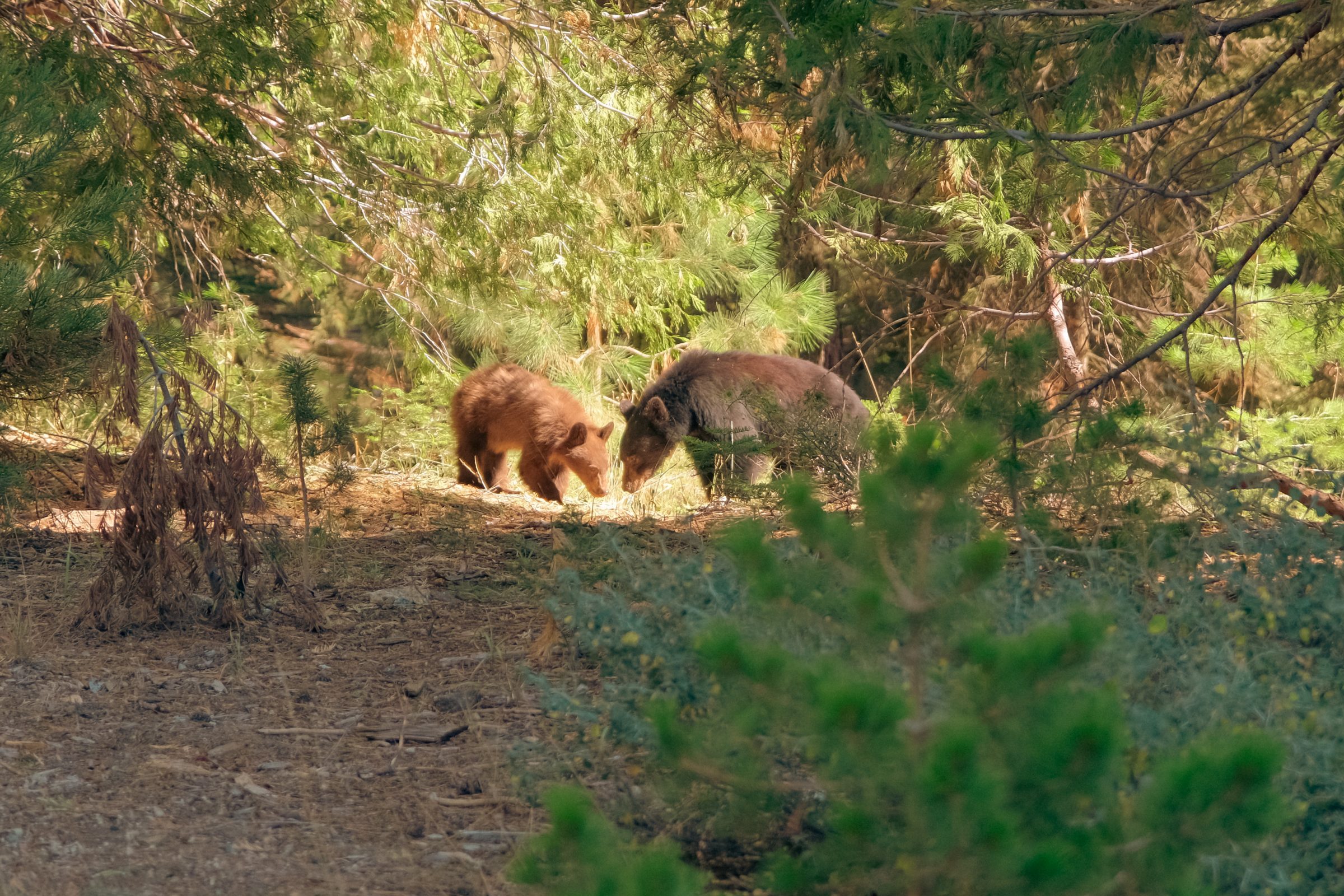 Beren in het park | Tips voor Sequoia National Park
