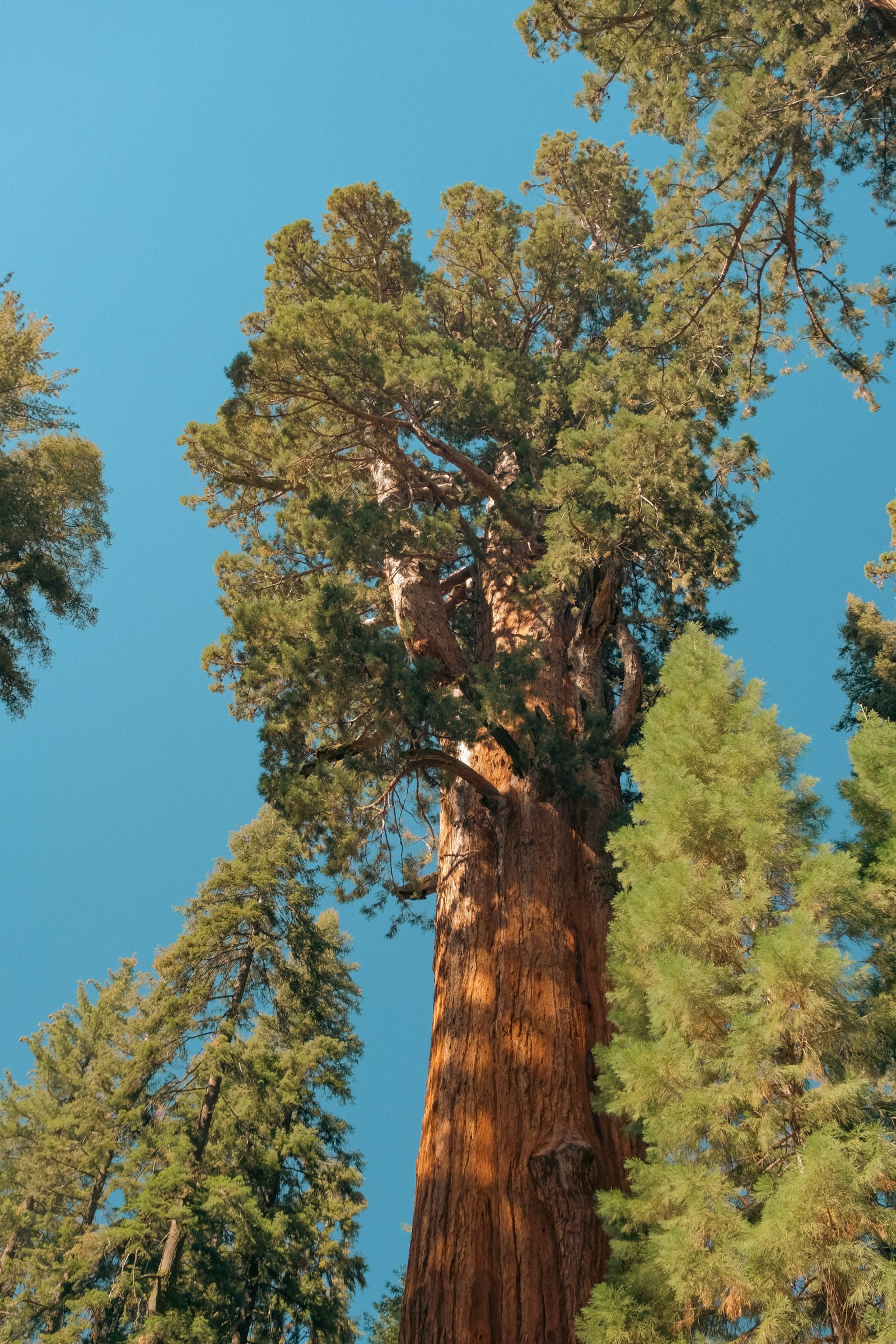 De grote omvang van de bomen | Tips voor Sequoia National Park