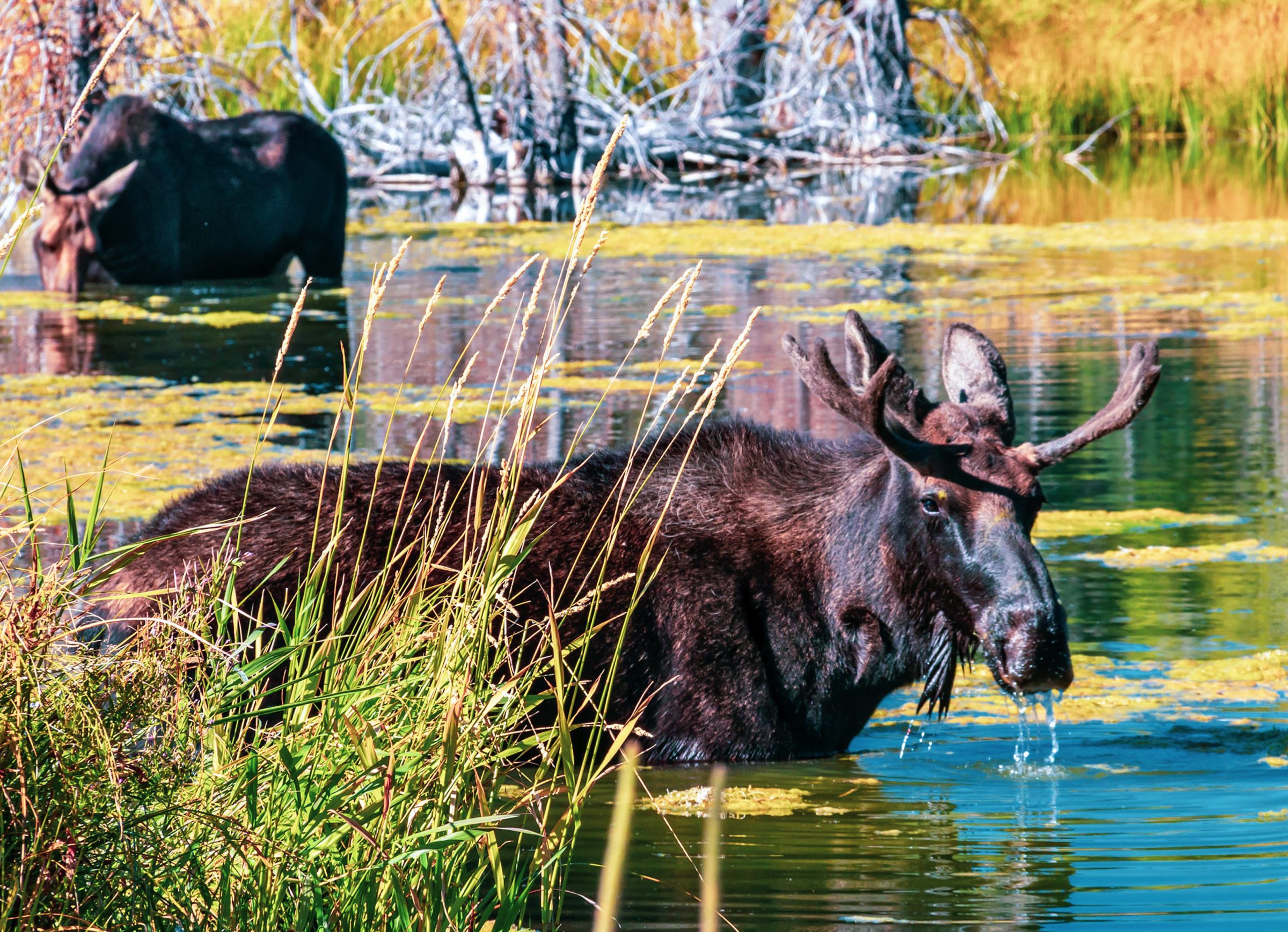 Een Moose (Eland) in het water bij Grand Teton National Park