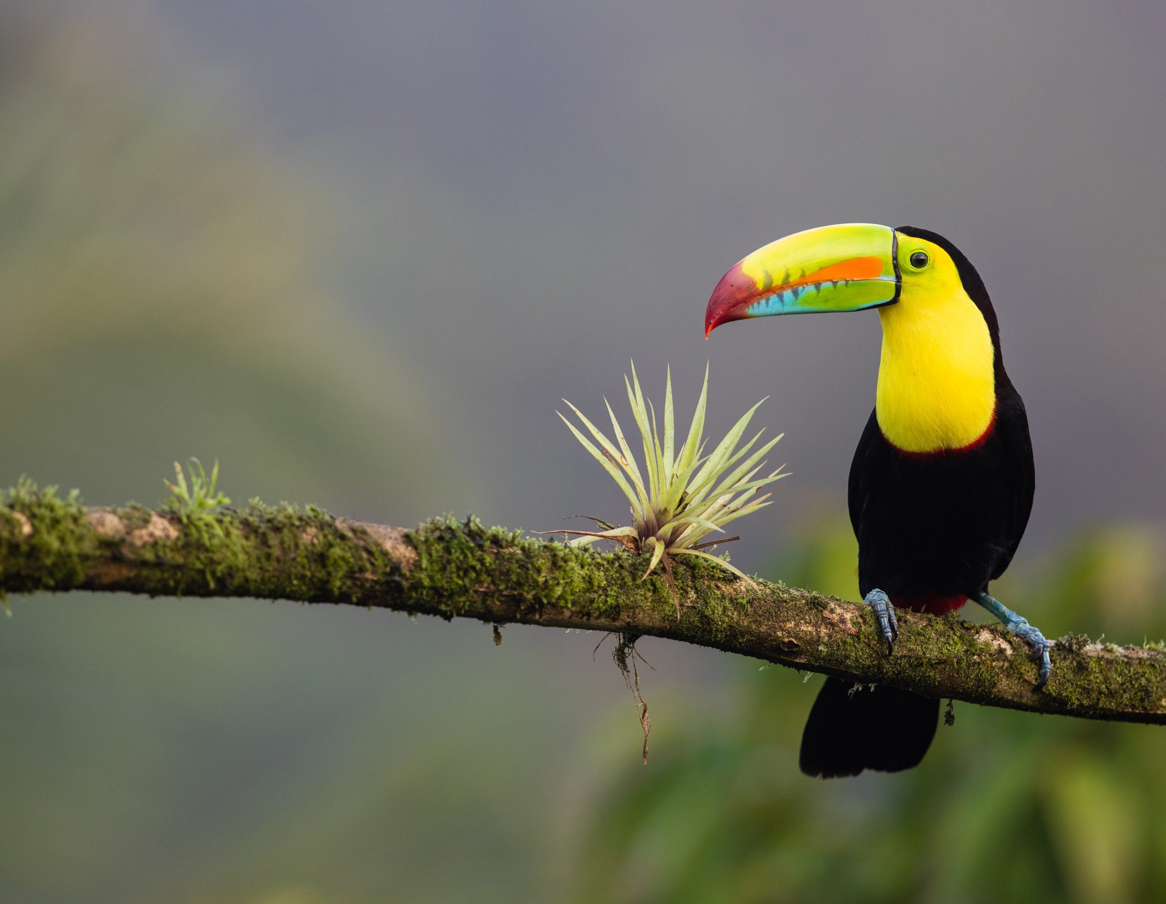 Oiseau toucan au Costa Rica | Pays les plus sûrs et les plus dangereux d'Amérique centrale