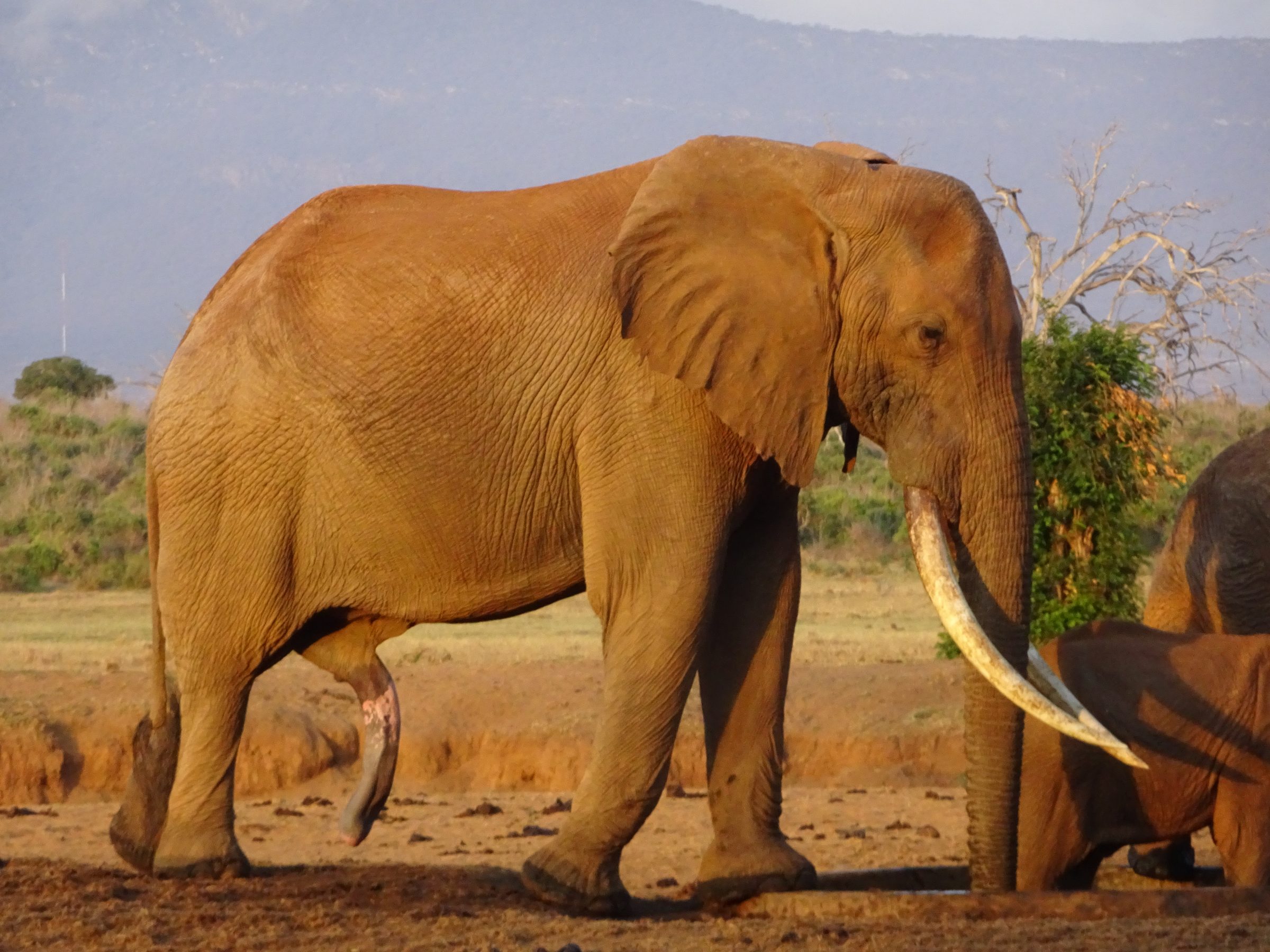 Een olifant met vijf benen bij de drinkplaats van Sentrim Tsavo East