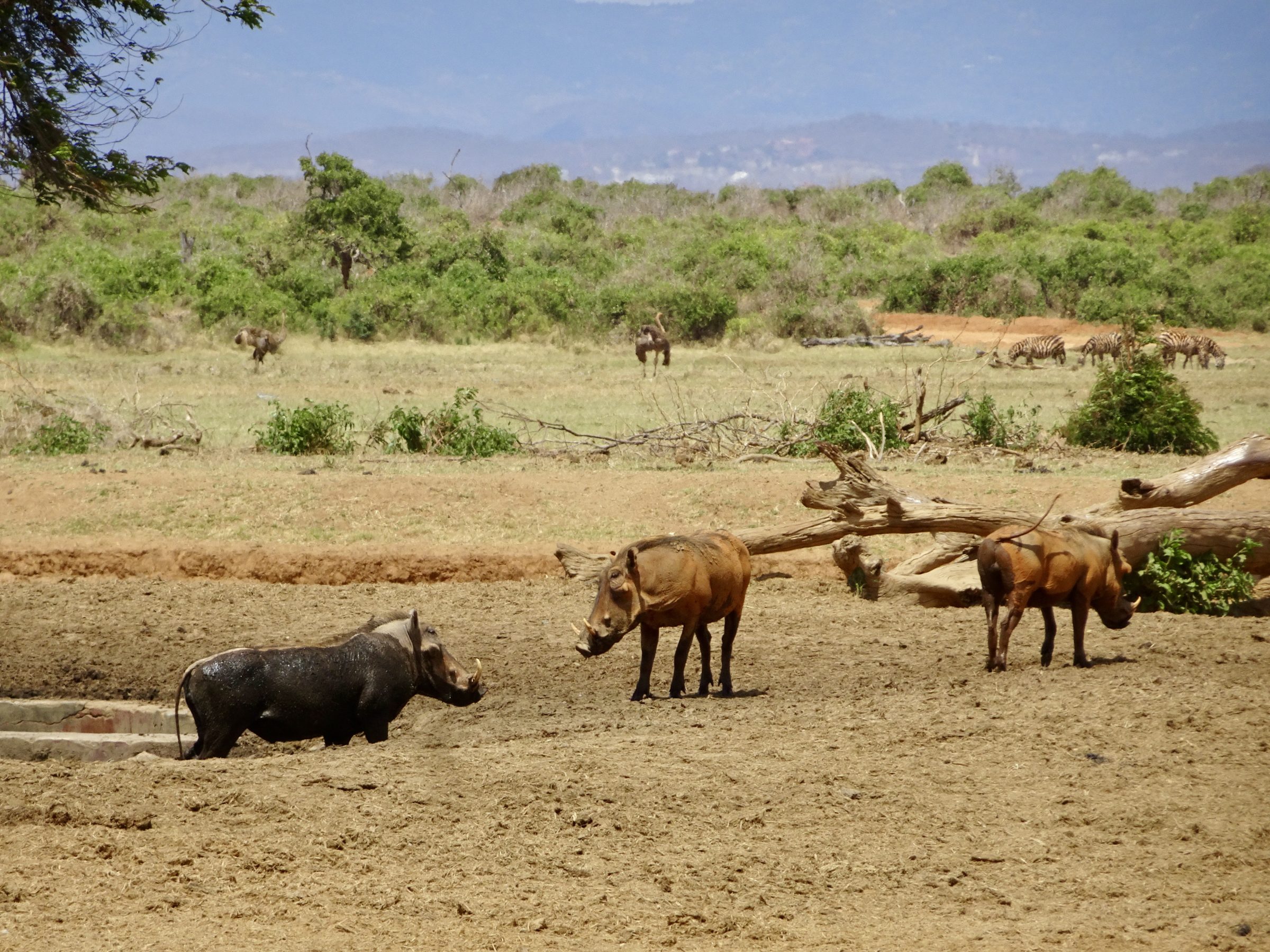 Warthogs at the waterhole of Sentrim Tsavo East NP
