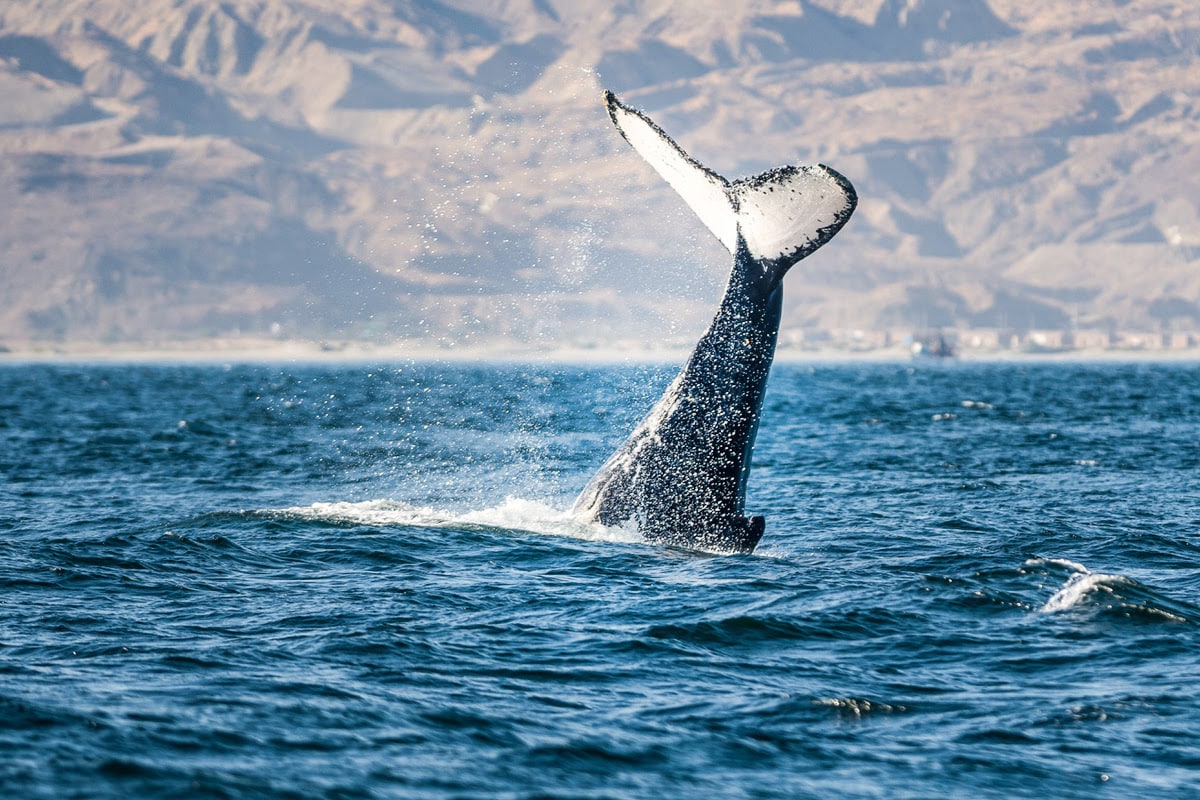 Avistamiento de ballenas en Los Órganos
