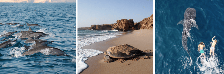 Delfíni, želvy a žraloci velryb v Ománu