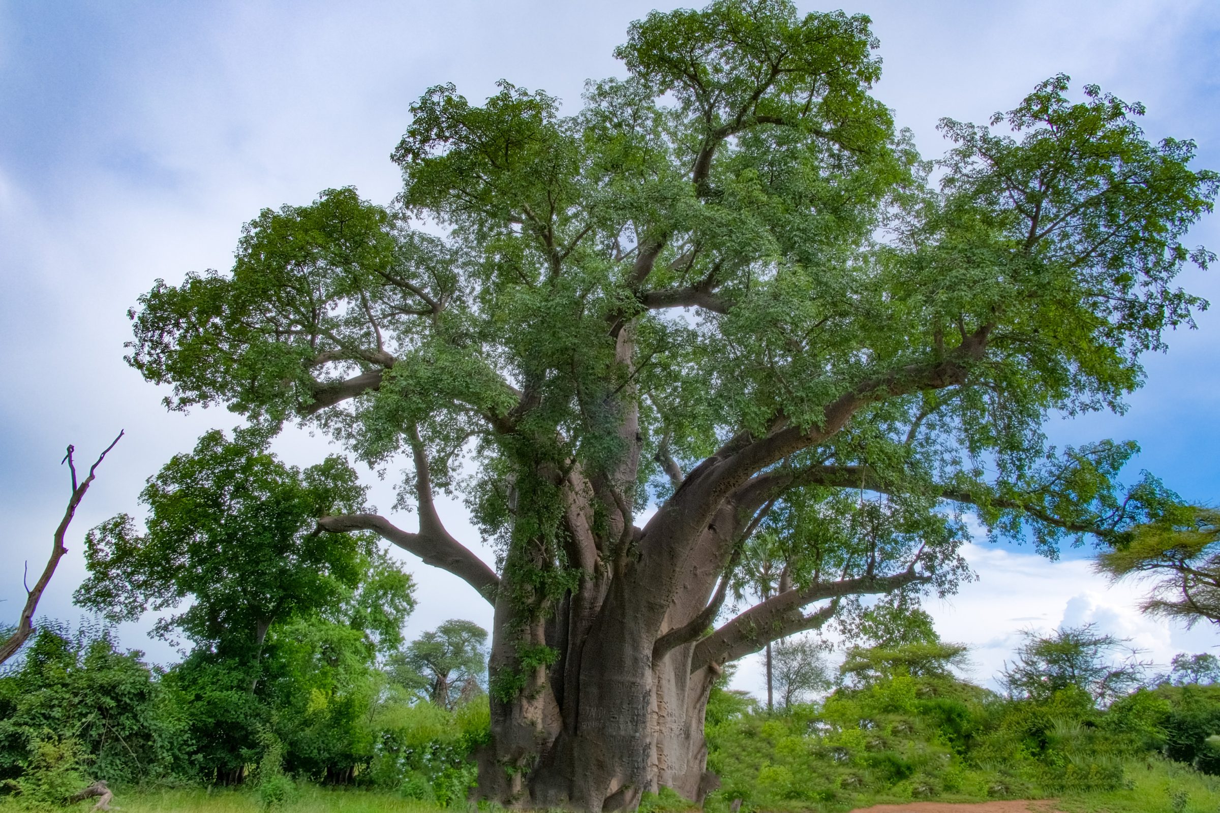 Der Big Tree, der große Affenbrotbaum gleich außerhalb des Nationalparks Victoria Falls