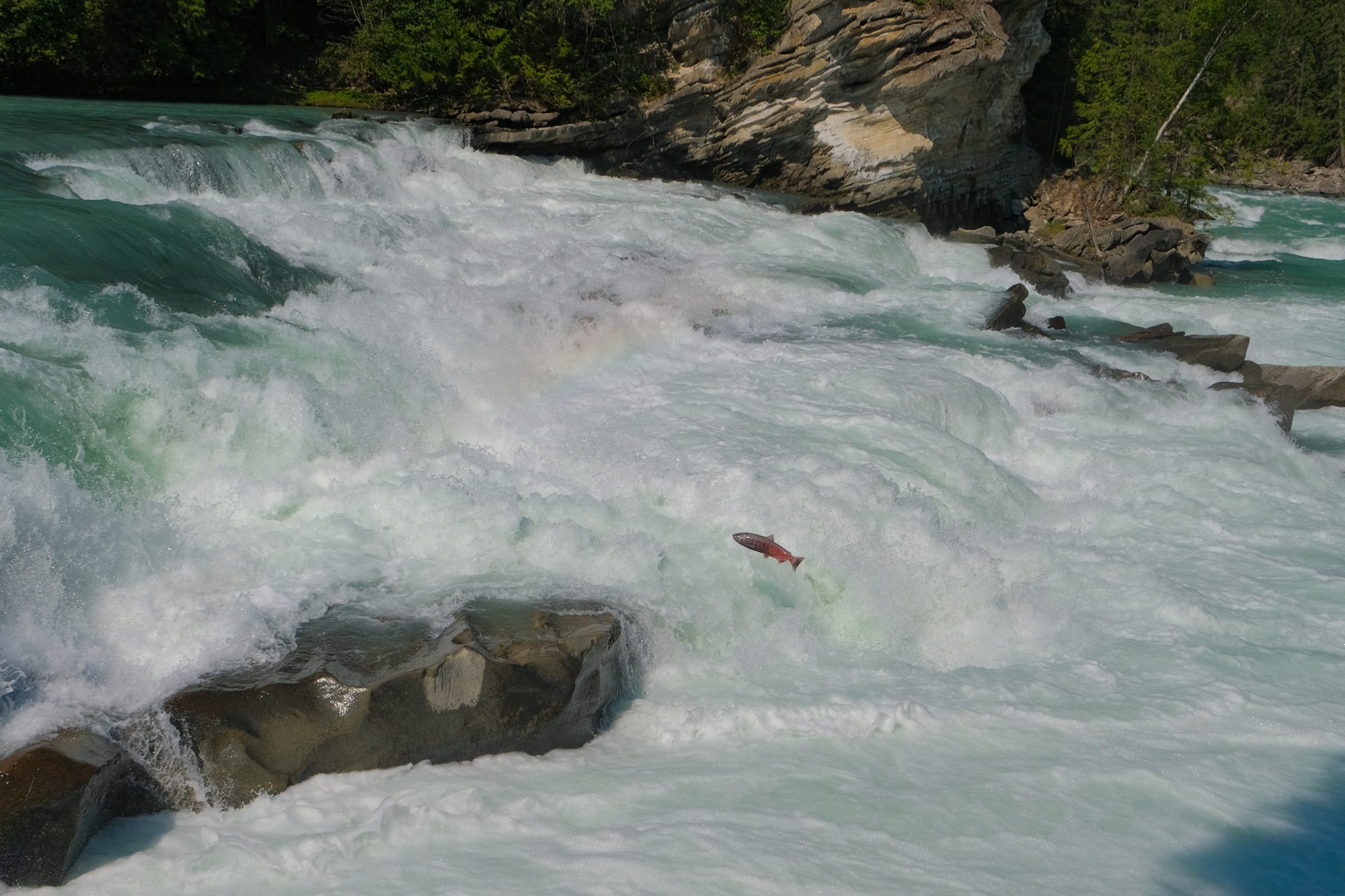Springende zalm tijdens de Canadese zalmtrek | Rearguard Falls