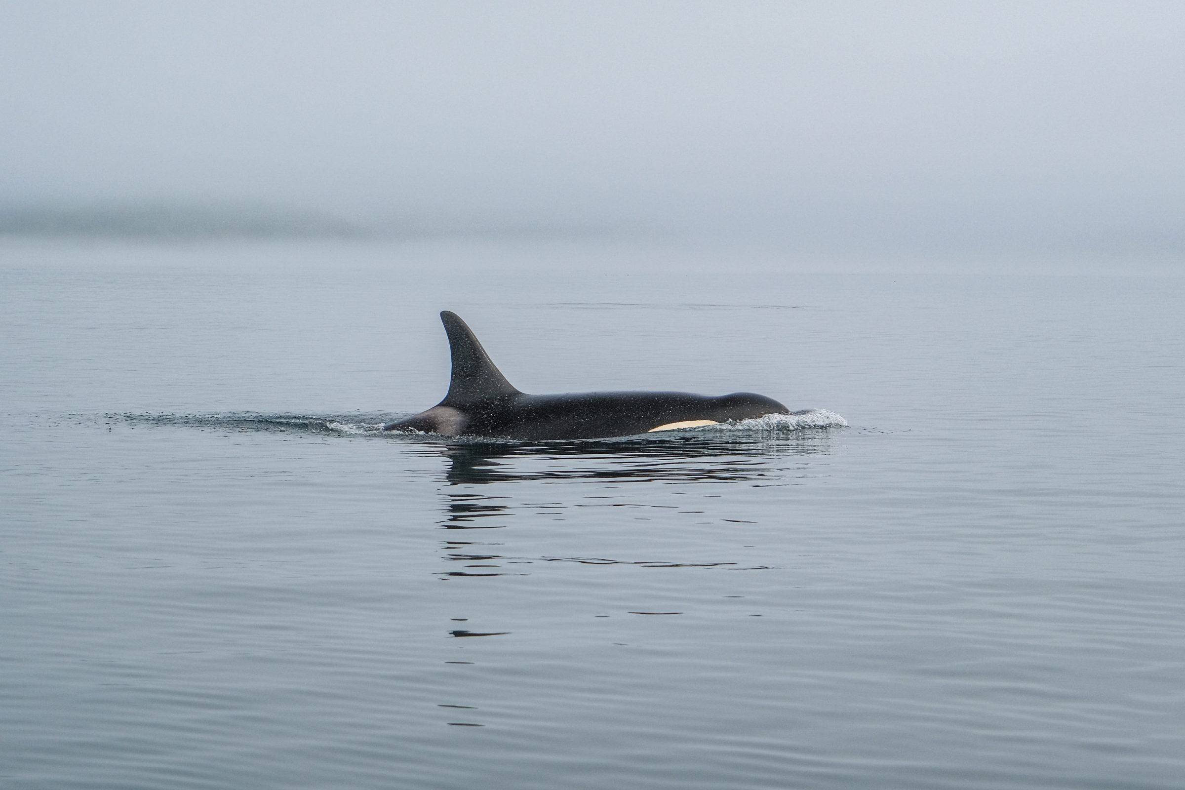 Een orka bij Telegraph Cove | Tips en hoogtepunten Vancouver Island