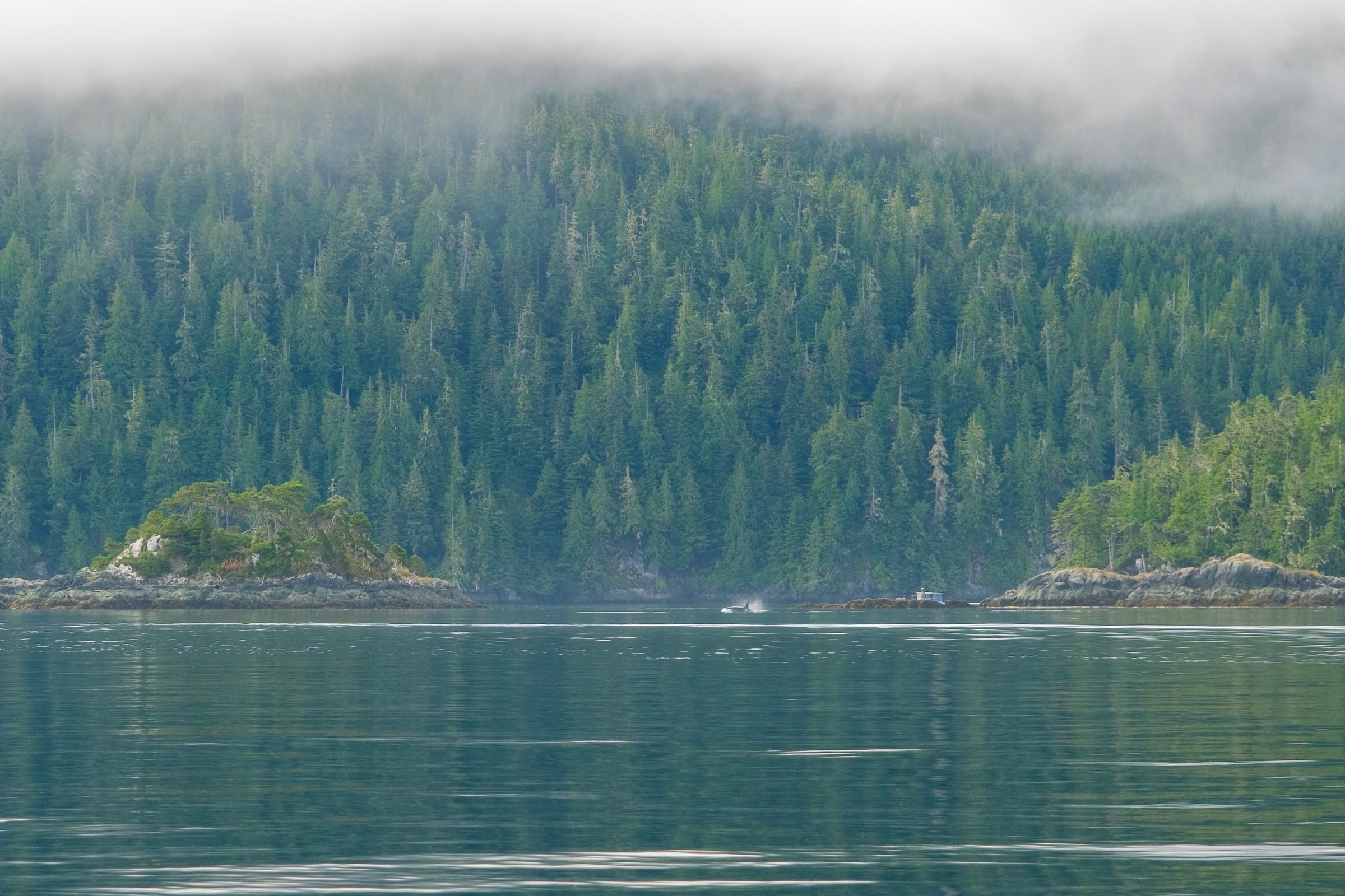 Een orka en de prachtige omgeving | Tips en hoogtepunten Vancouver Island