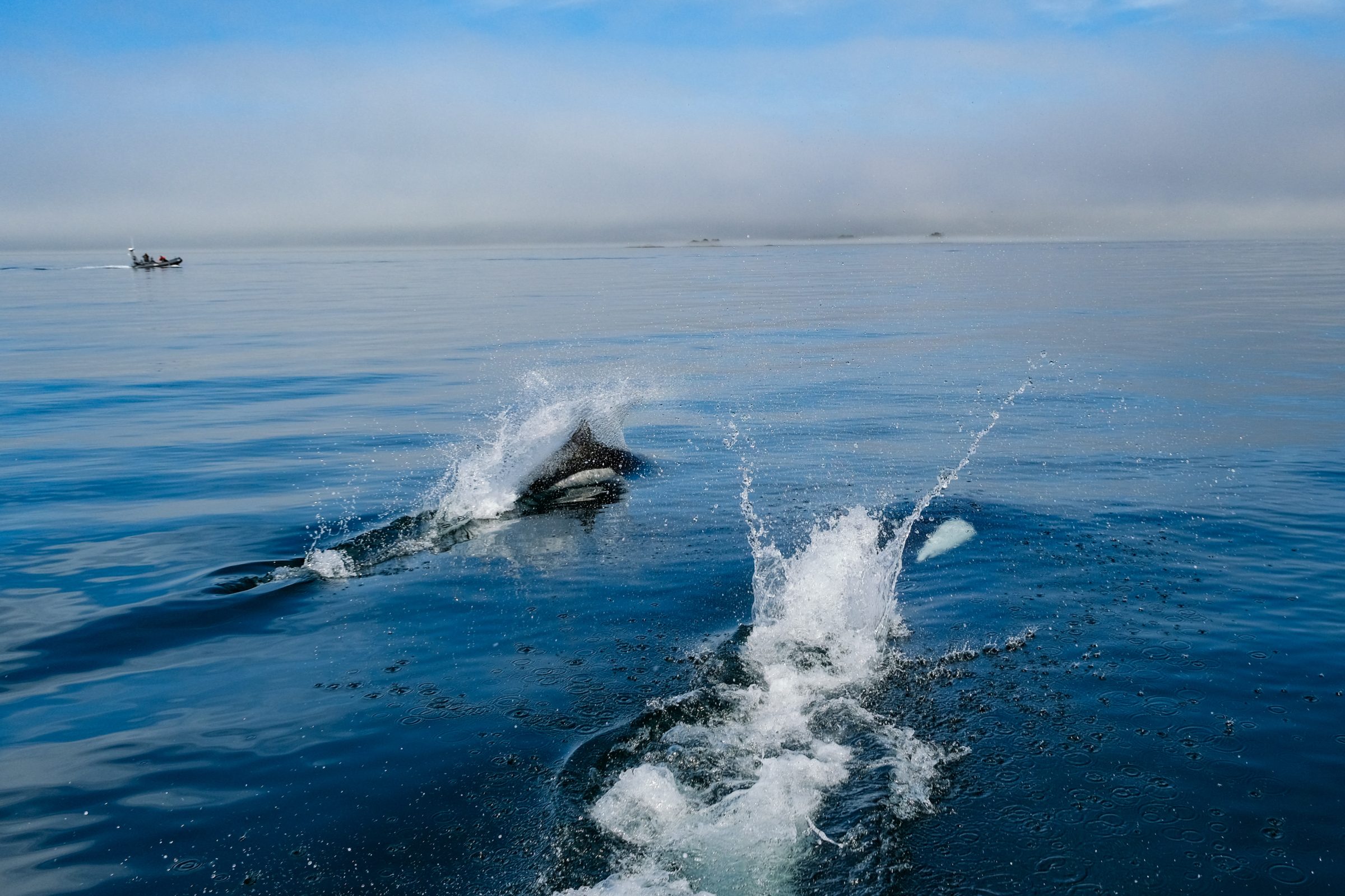 Dolfijnen  | Tips en hoogtepunten Vancouver Island