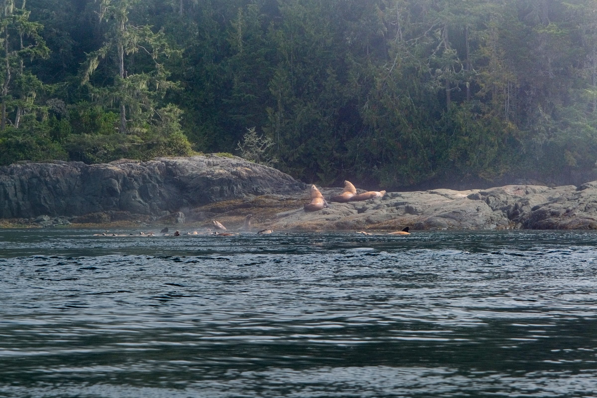 Sea lions on the rock at Telegraph Cove
