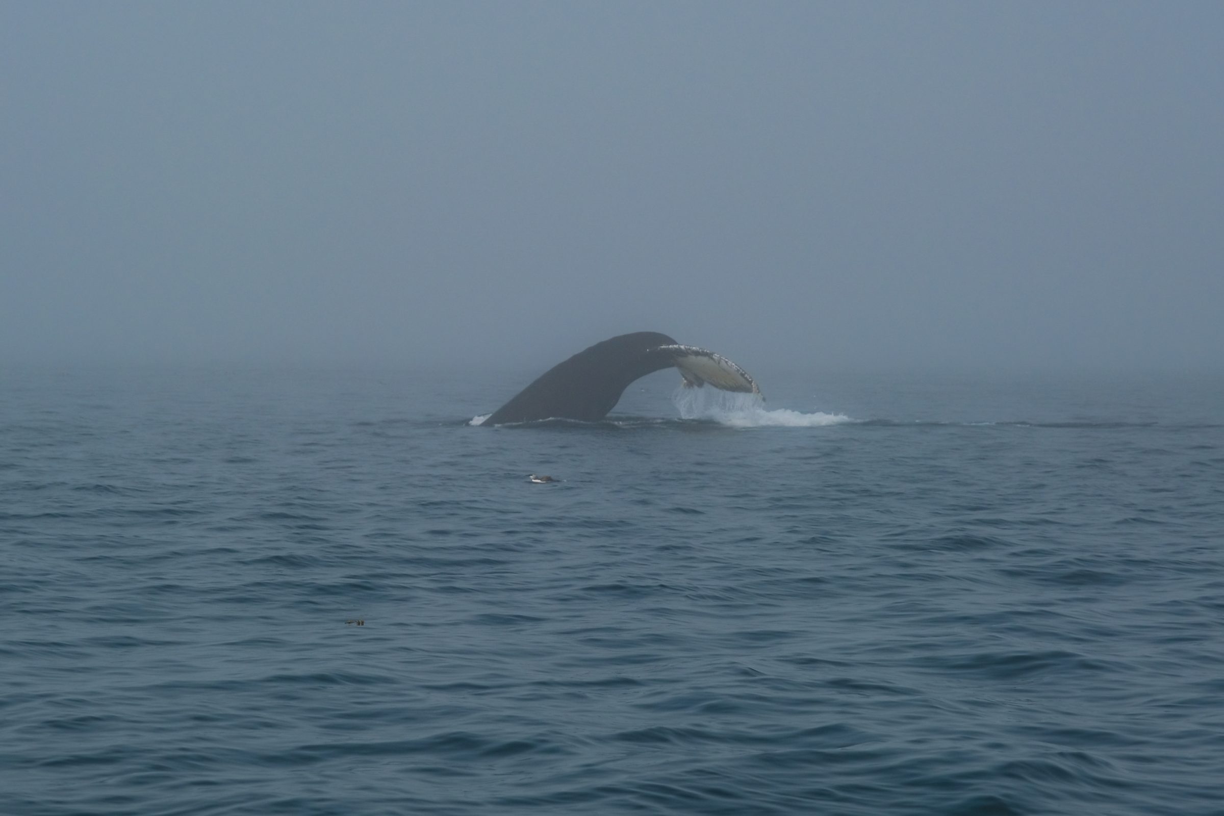 There goes the humpback whale! Beautiful to see that tail in the air like this
