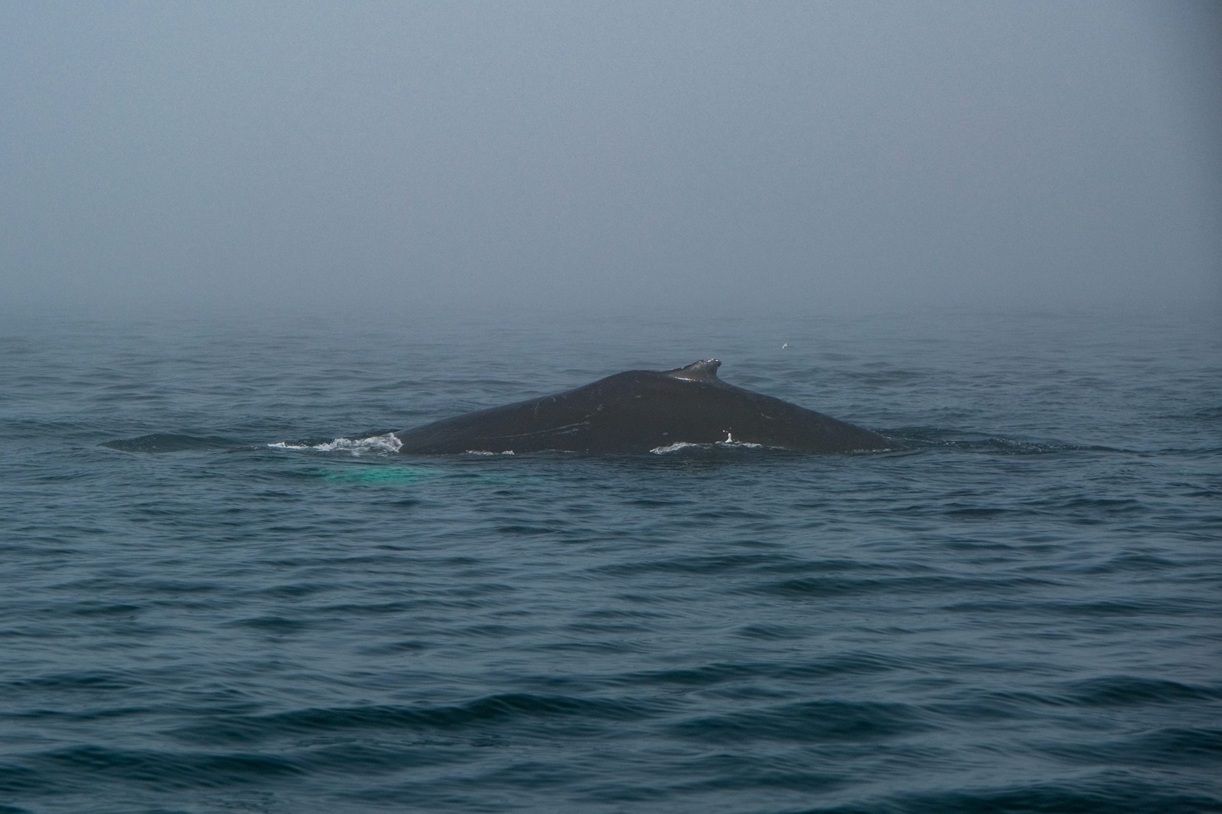 ザトウクジラが深く潜ろうとする様子がカーブした背中から見える