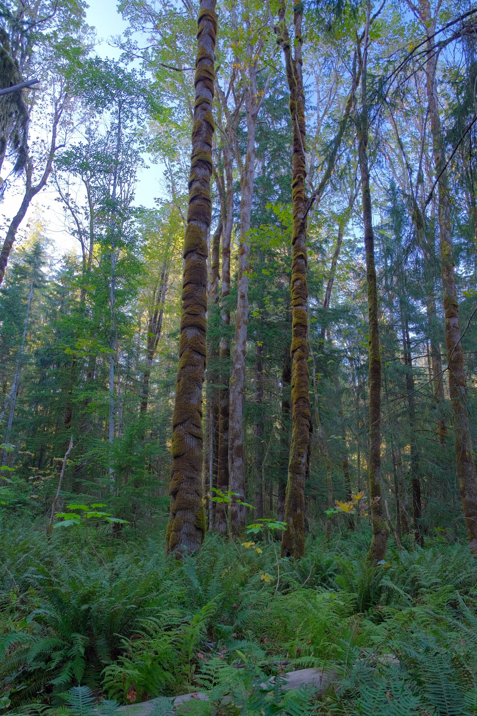 Bomen bij Quinsam River | Tips en hoogtepunten Vancouver Island