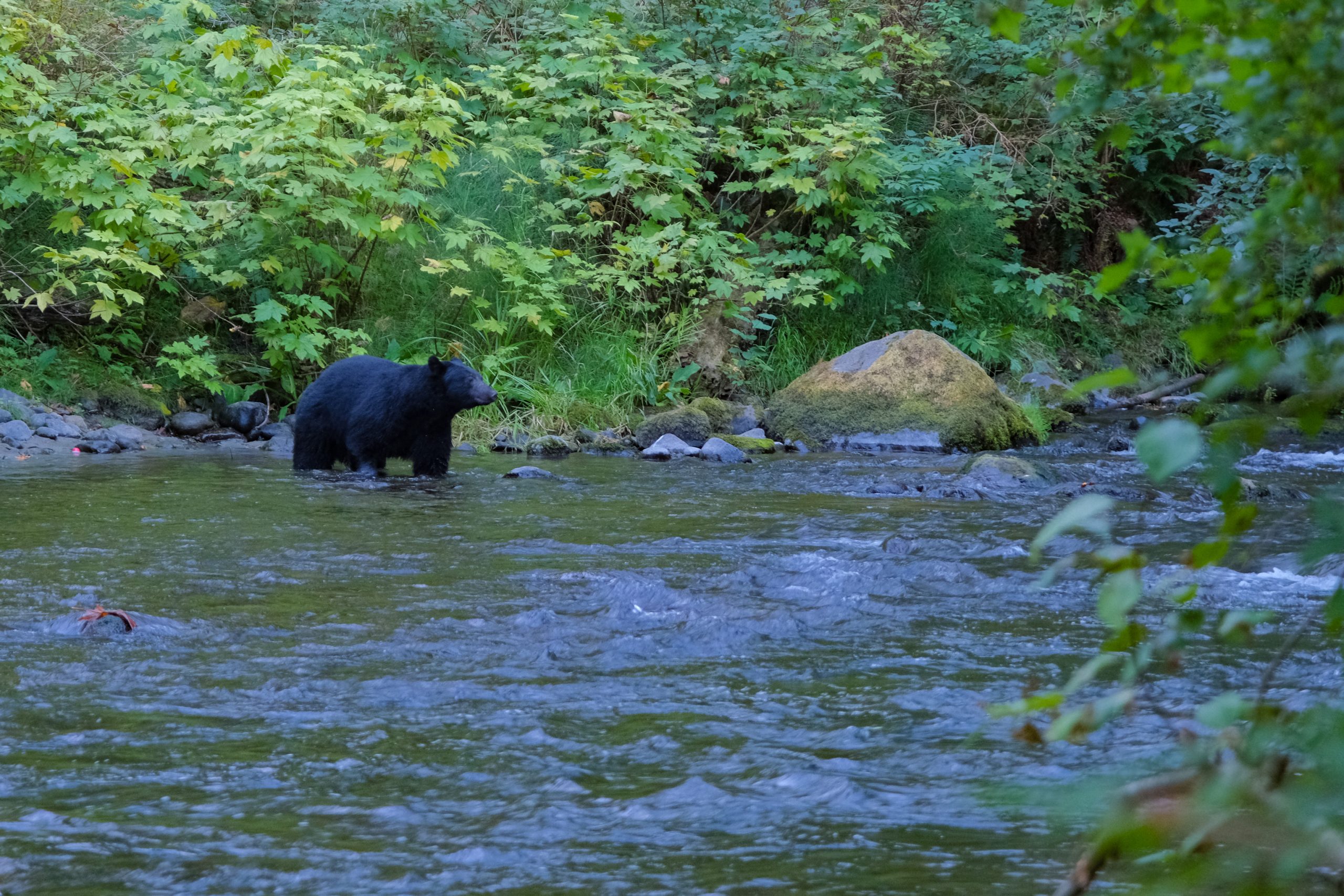 De beer ruikt en snuffelt, op zoek naar voedsel | Beren spotten in Canada