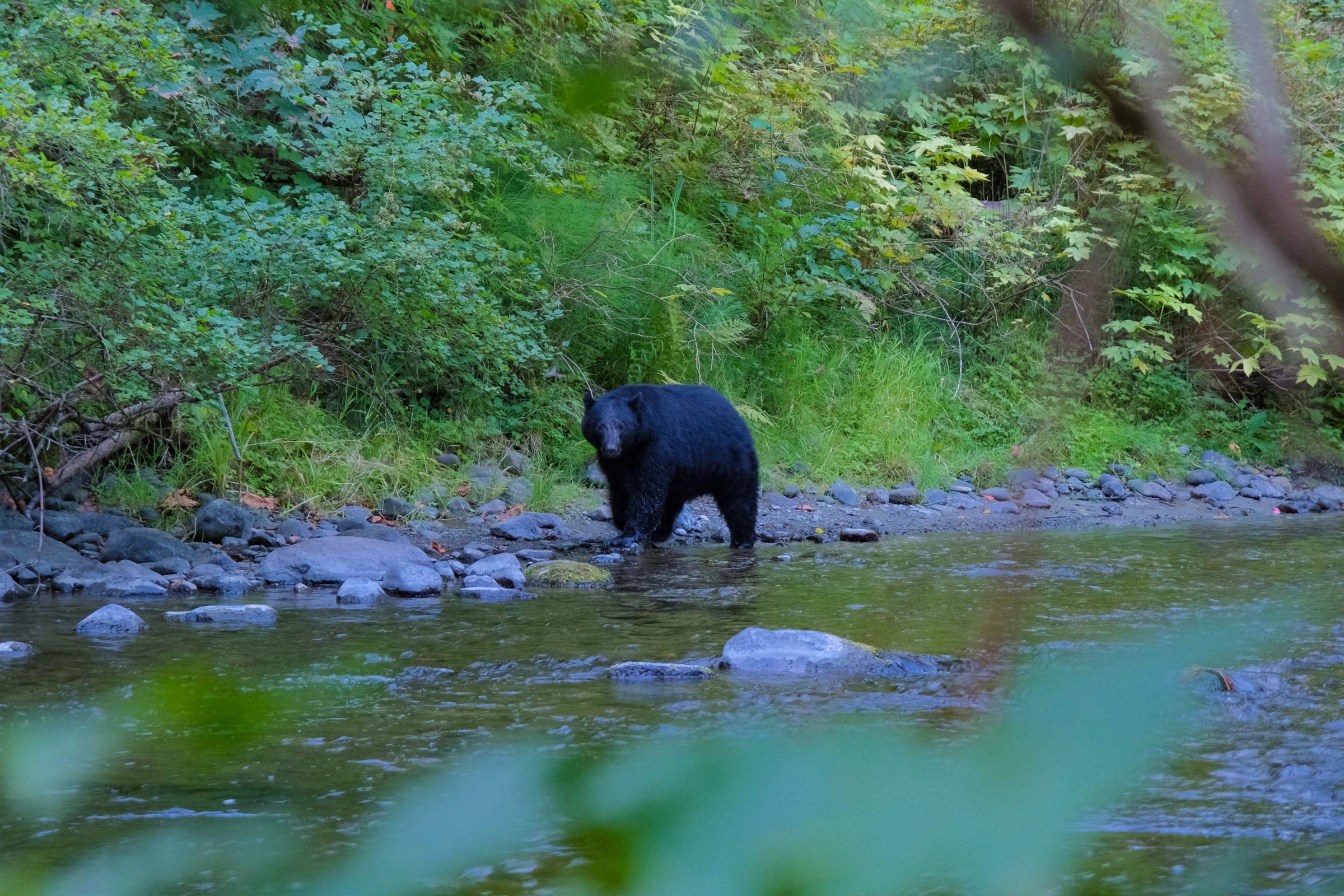 Een beer bij Quinsam River | Tips en hoogtepunten Vancouver Island
