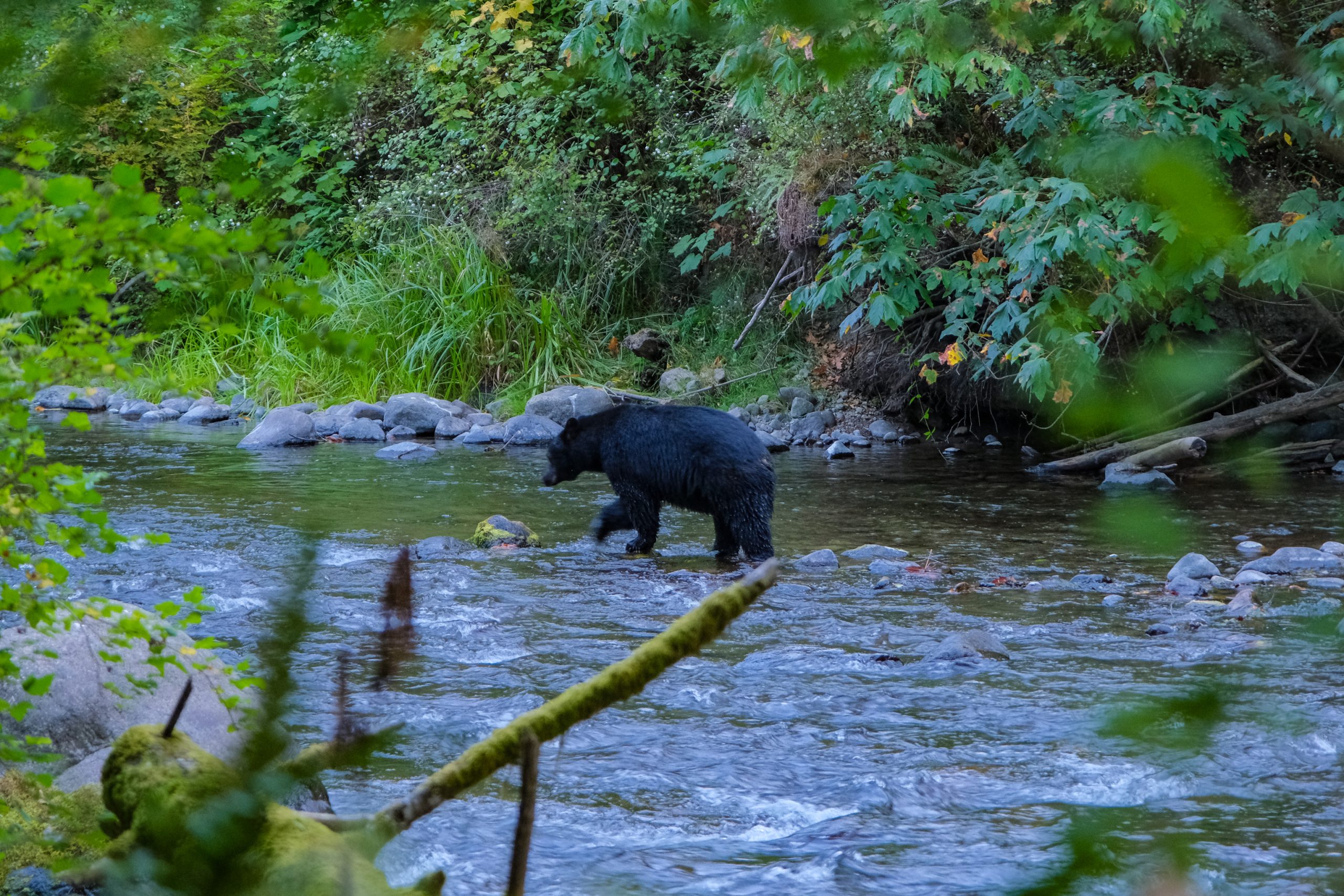 De beer vervolgt zijn weg door het water | Beren spotten in Campbell River
