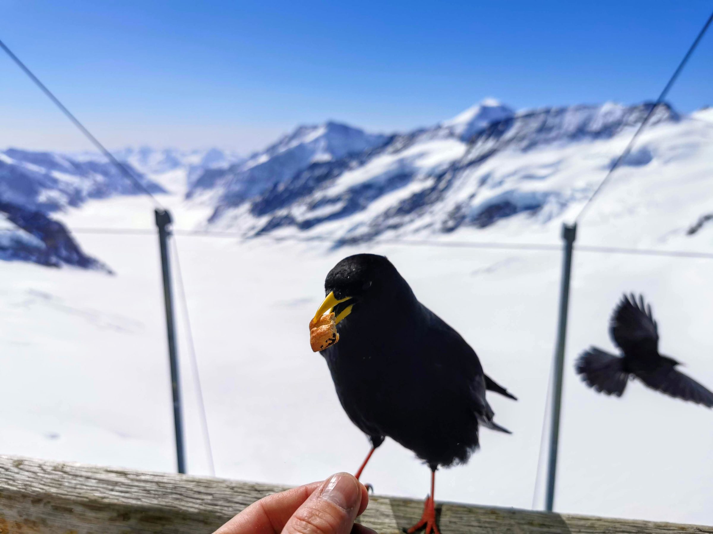vogel voeren op 4 km hoogte | reizen naar zwitserland | Wereldreizigers.nl