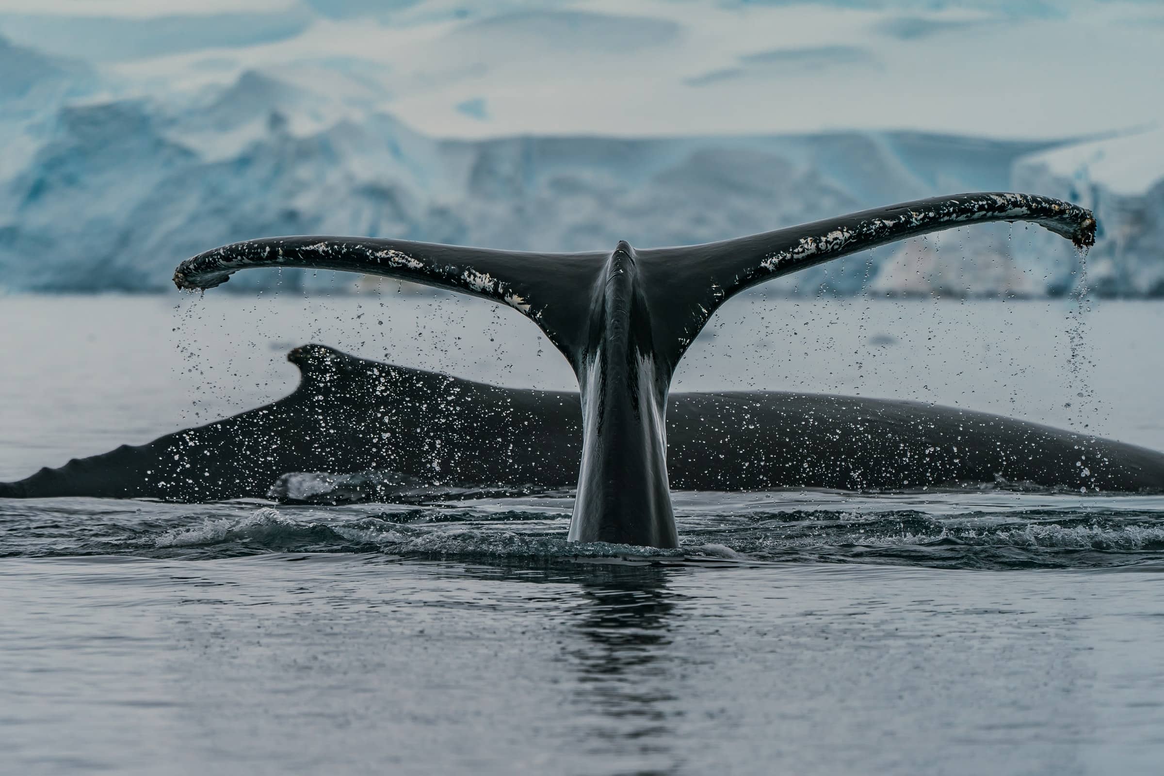 Walvissen in Antarctica