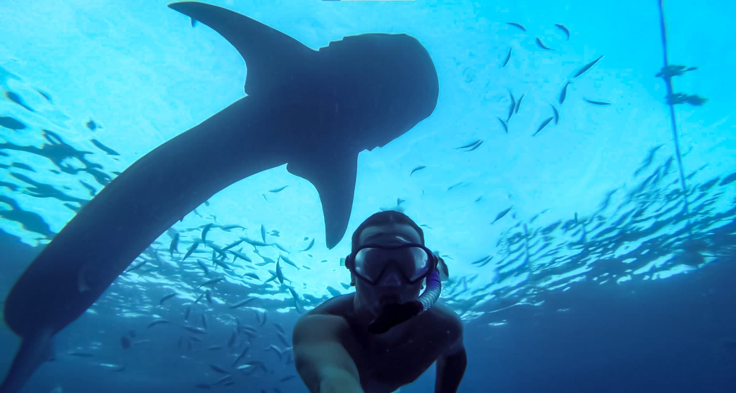 Whalefie 1 | Een selfie met een whaleshark in de Filipijnen | GoPro Hero 3