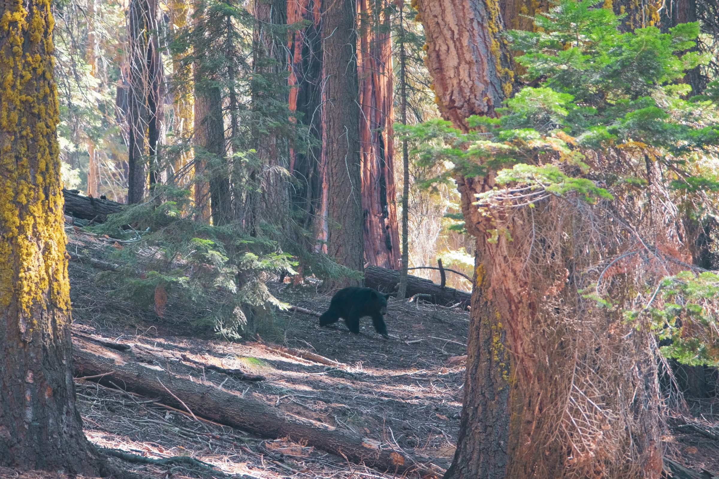 Zwarte beer in Mariposa Grove