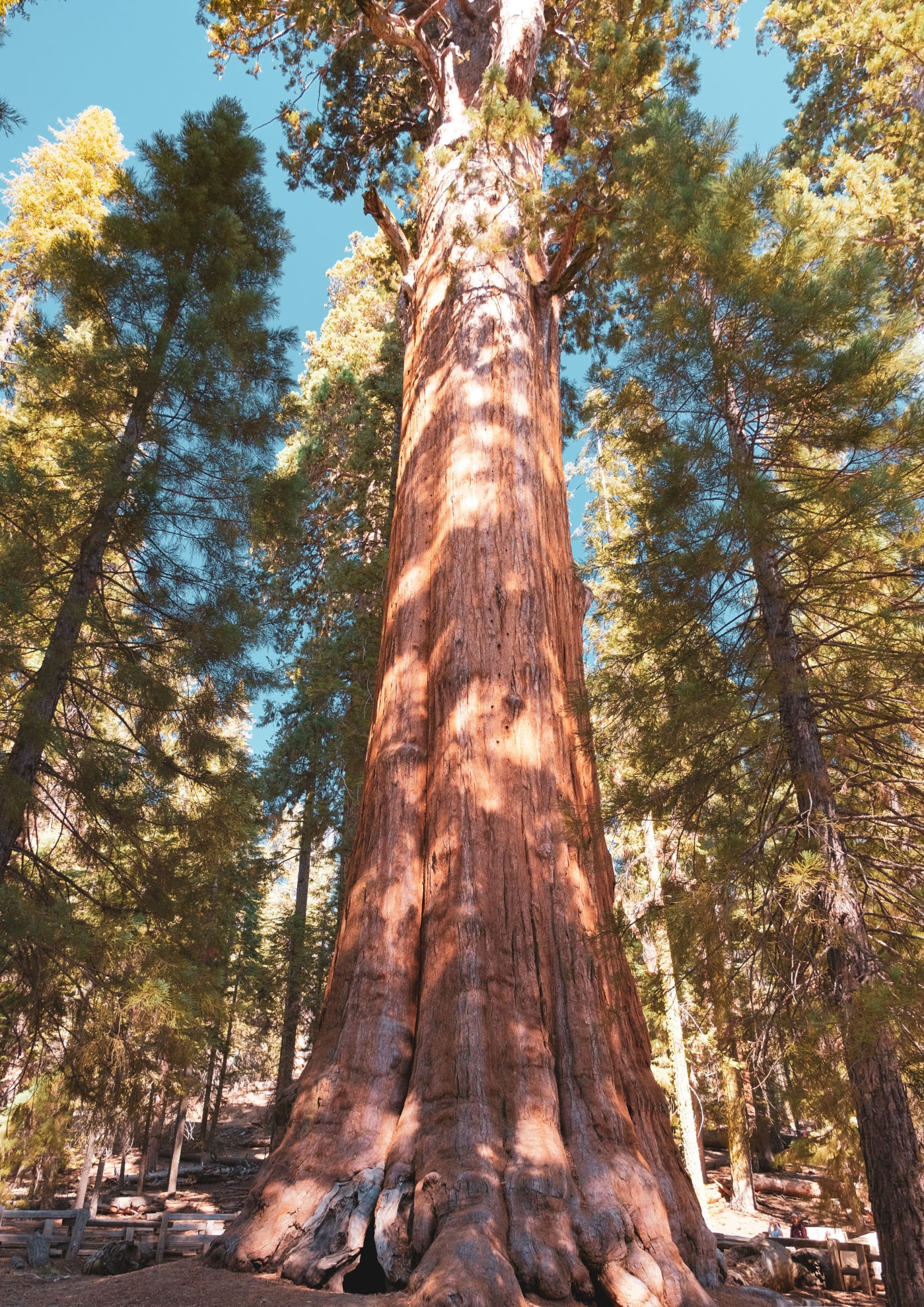 Een giant sequoia boom