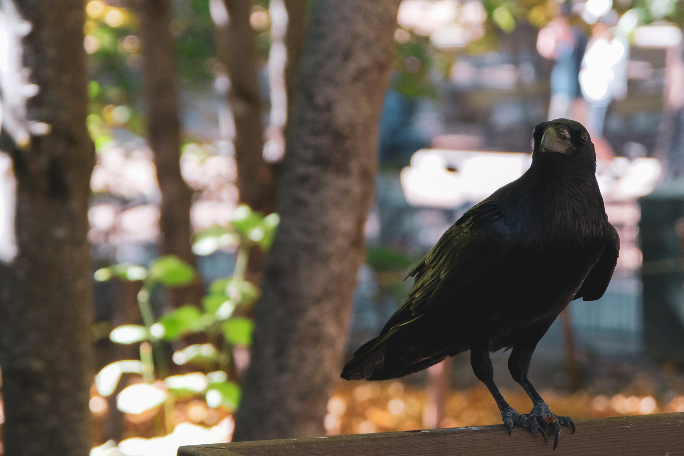 Een zwarte raaf in Yosemite. Zeer slimme vogels die bizarre geluiden maken