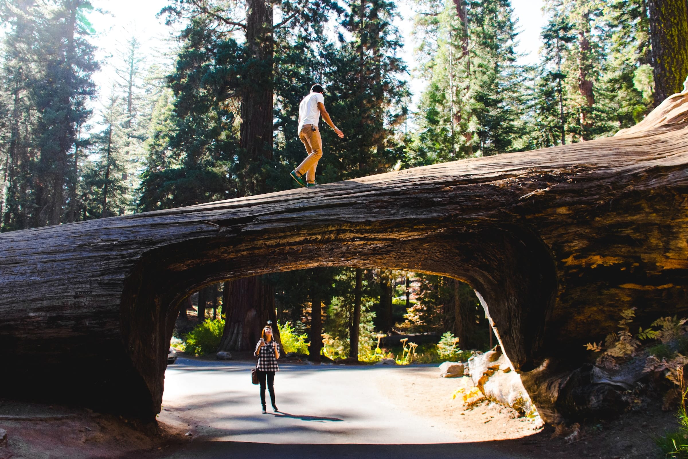 Tunel Log, Sequoia